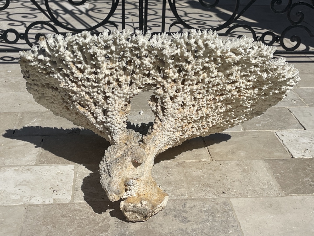 Grand White Coral-photo-6