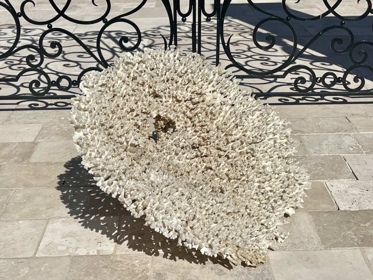 Grand White Coral-photo-7
