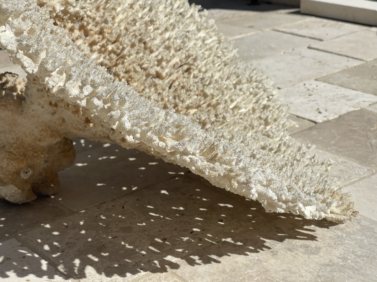 Grand White Coral-photo-8