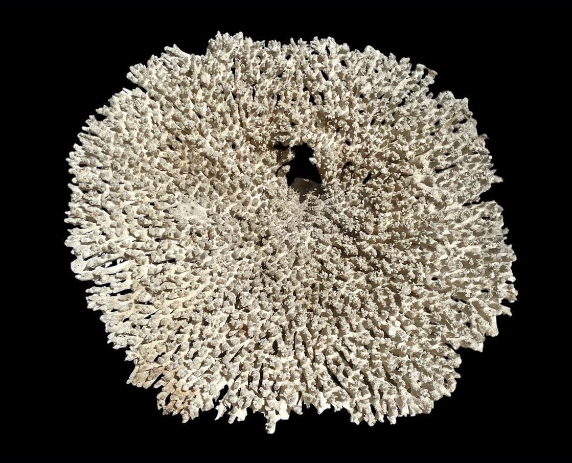 Grand White Coral