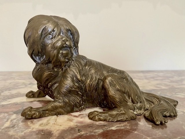 Chien en Bronze, Terrier Tibétain -photo-2