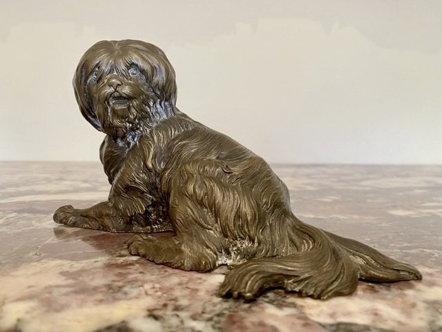 Chien en Bronze, Terrier Tibétain -photo-4
