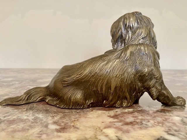 Chien en Bronze, Terrier Tibétain -photo-2