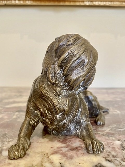 Chien en Bronze, Terrier Tibétain -photo-3