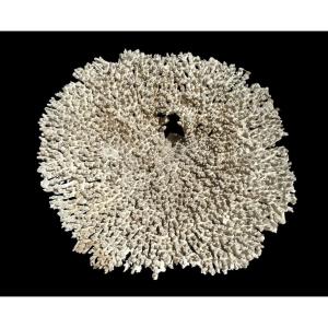 Grand Corail Blanc, D 56cm