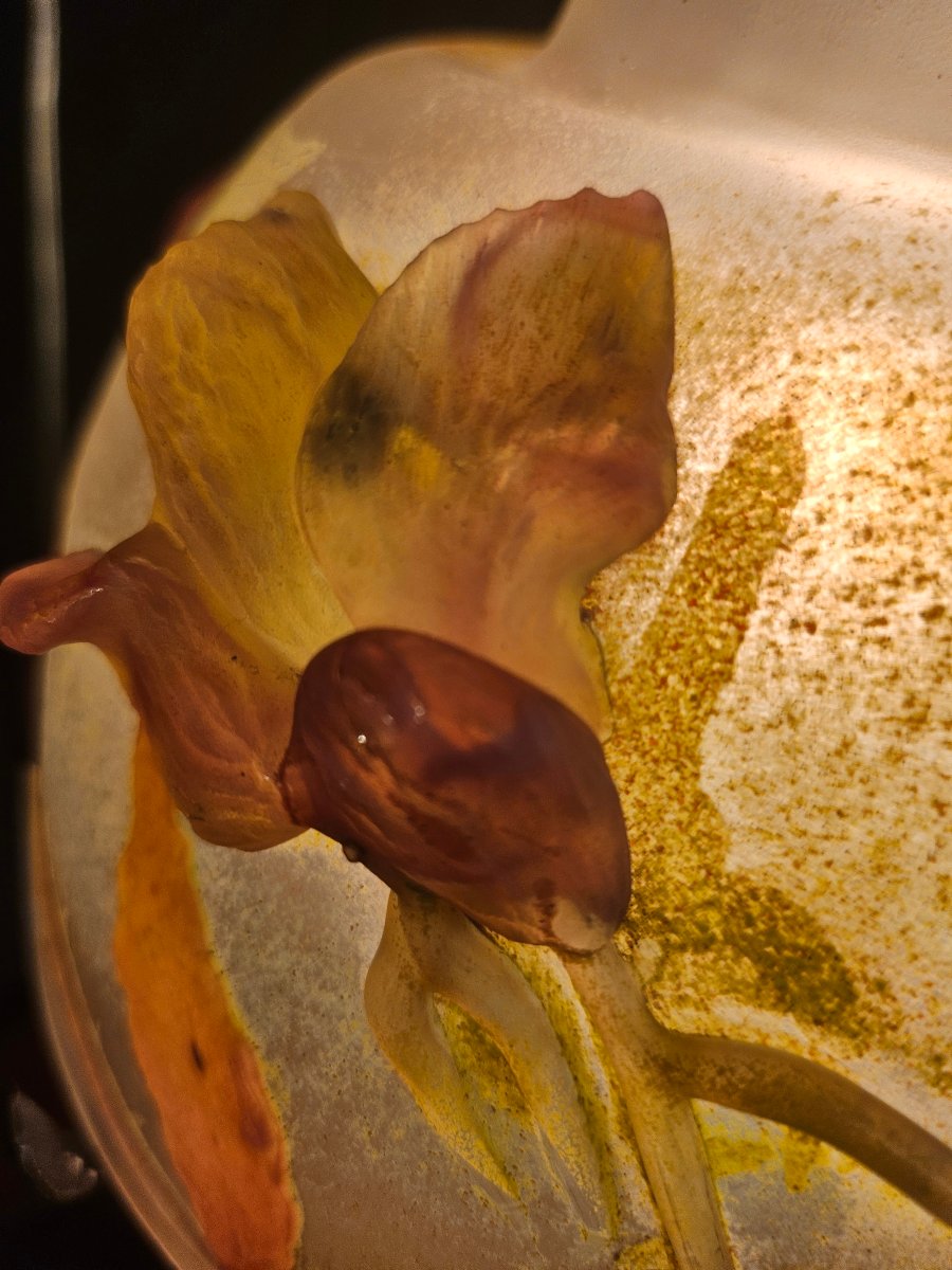 Lampe Daum en verre multicouvhes et applications -photo-1