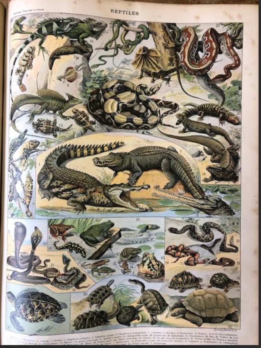 Nouveau Larousse illustre   7 Volumes  et 1  Supplement-photo-3