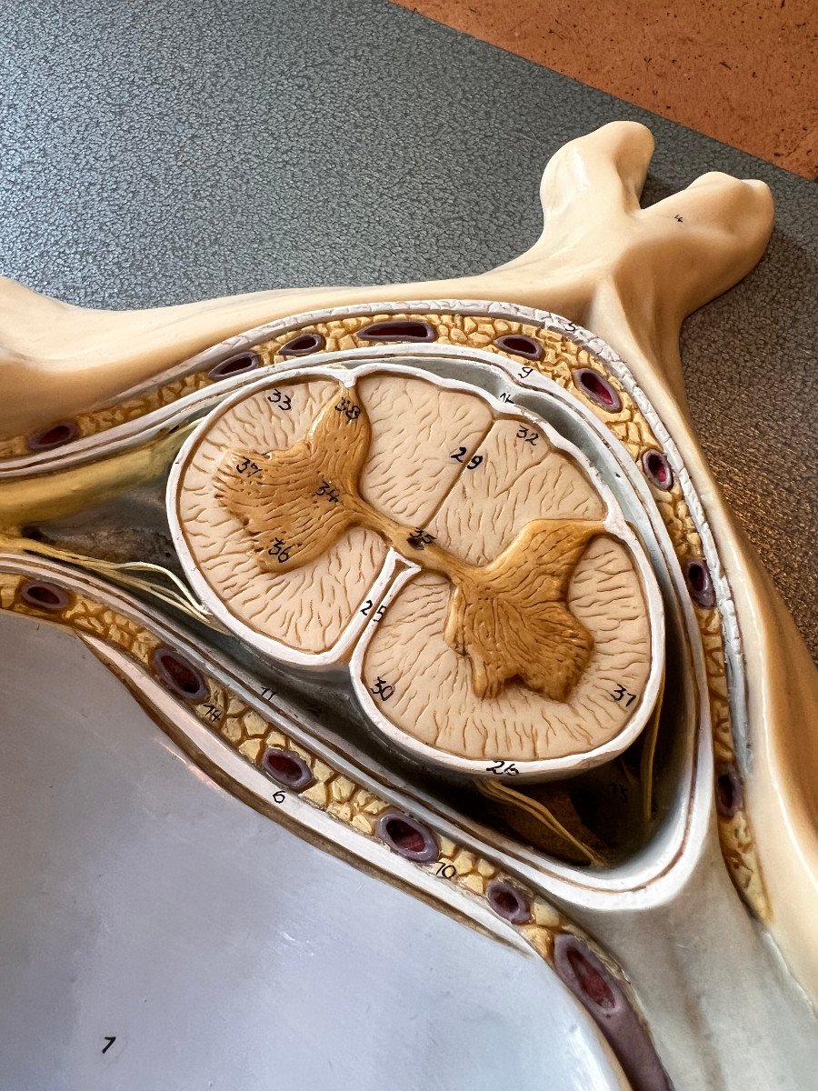 Anatomical Table Of The XX Sec-photo-2