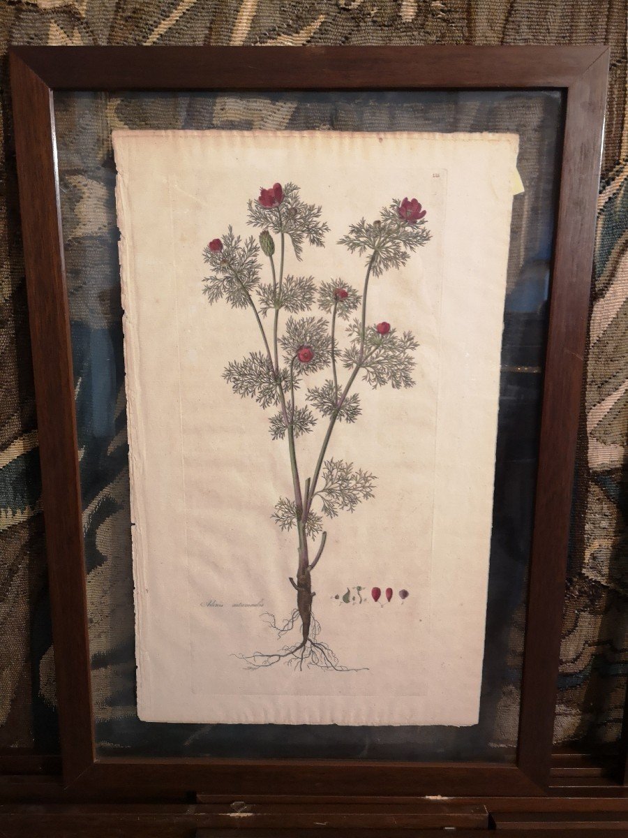 25 Botanical Watercolor Prints, Curtis Flora Londinesis-photo-3
