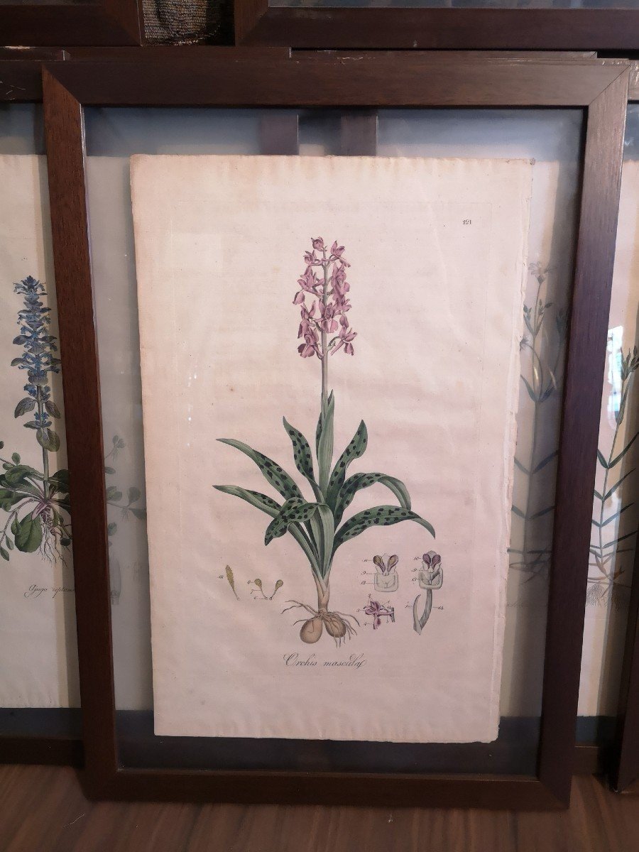 25 Botanical Watercolor Prints, Curtis Flora Londinesis-photo-1