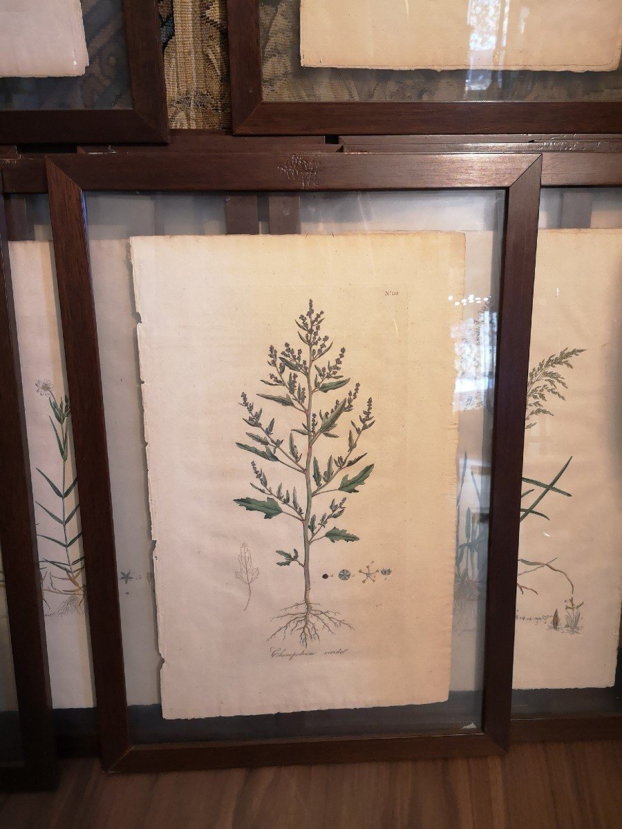 25 Botanical Watercolor Prints, Curtis Flora Londinesis-photo-3