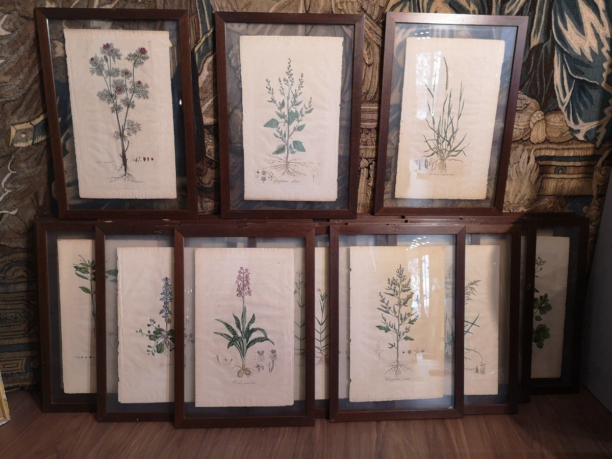 25 Botanical Watercolor Prints, Curtis Flora Londinesis