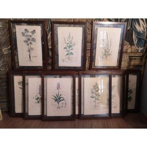 25 Botanical Watercolor Prints, Curtis Flora Londinesis