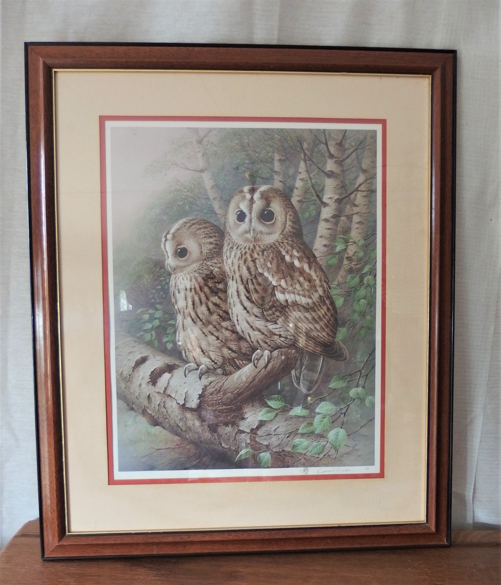 Tawny Owls. Raymond Watson.-photo-2