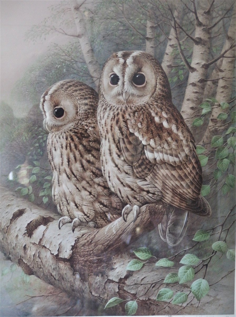 Tawny Owls. Raymond Watson.