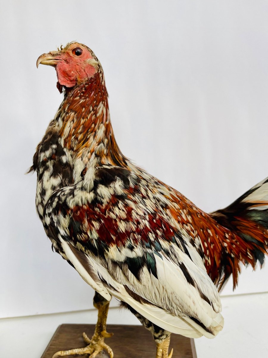 Prix D Un Coq