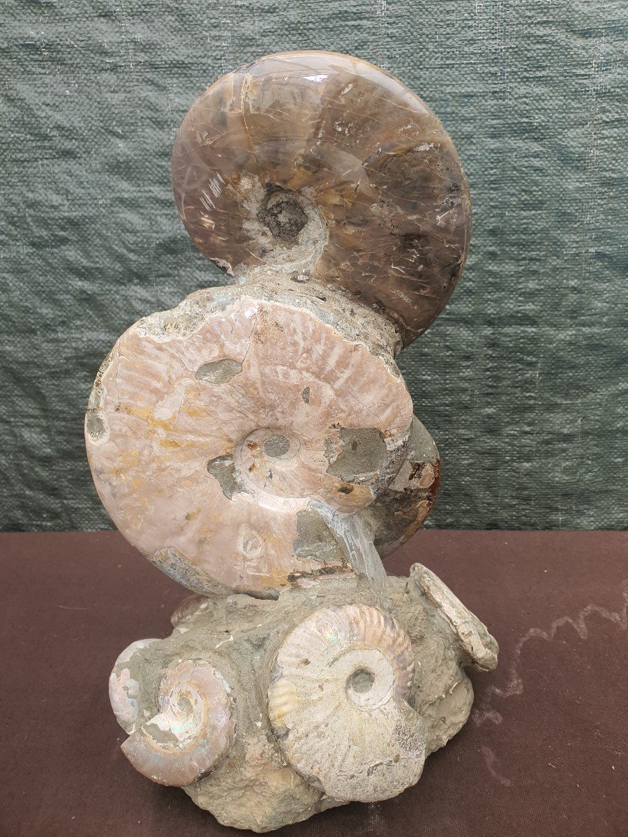 Ammonite-photo-2