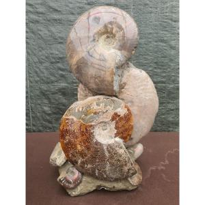  Ammonite