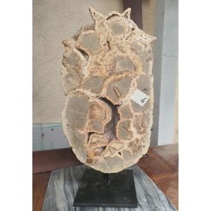Septaria  Fossile N4