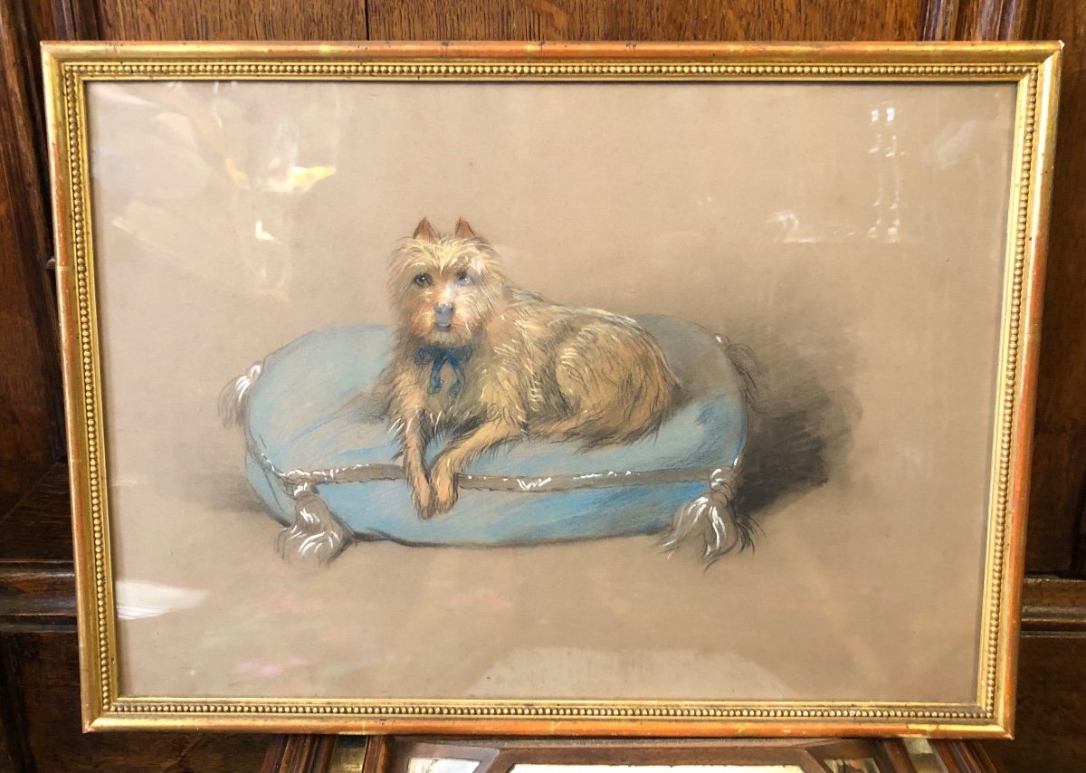 Painting, Pastel, Portrait Of Dog, Late 19th, Early 20th Century.-photo-2