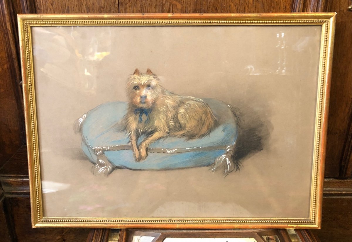 Painting, Pastel, Portrait Of Dog, Late 19th, Early 20th Century.-photo-3