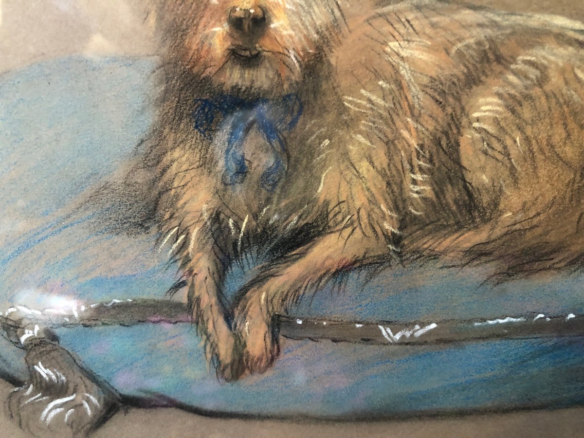 Painting, Pastel, Portrait Of Dog, Late 19th, Early 20th Century.-photo-4