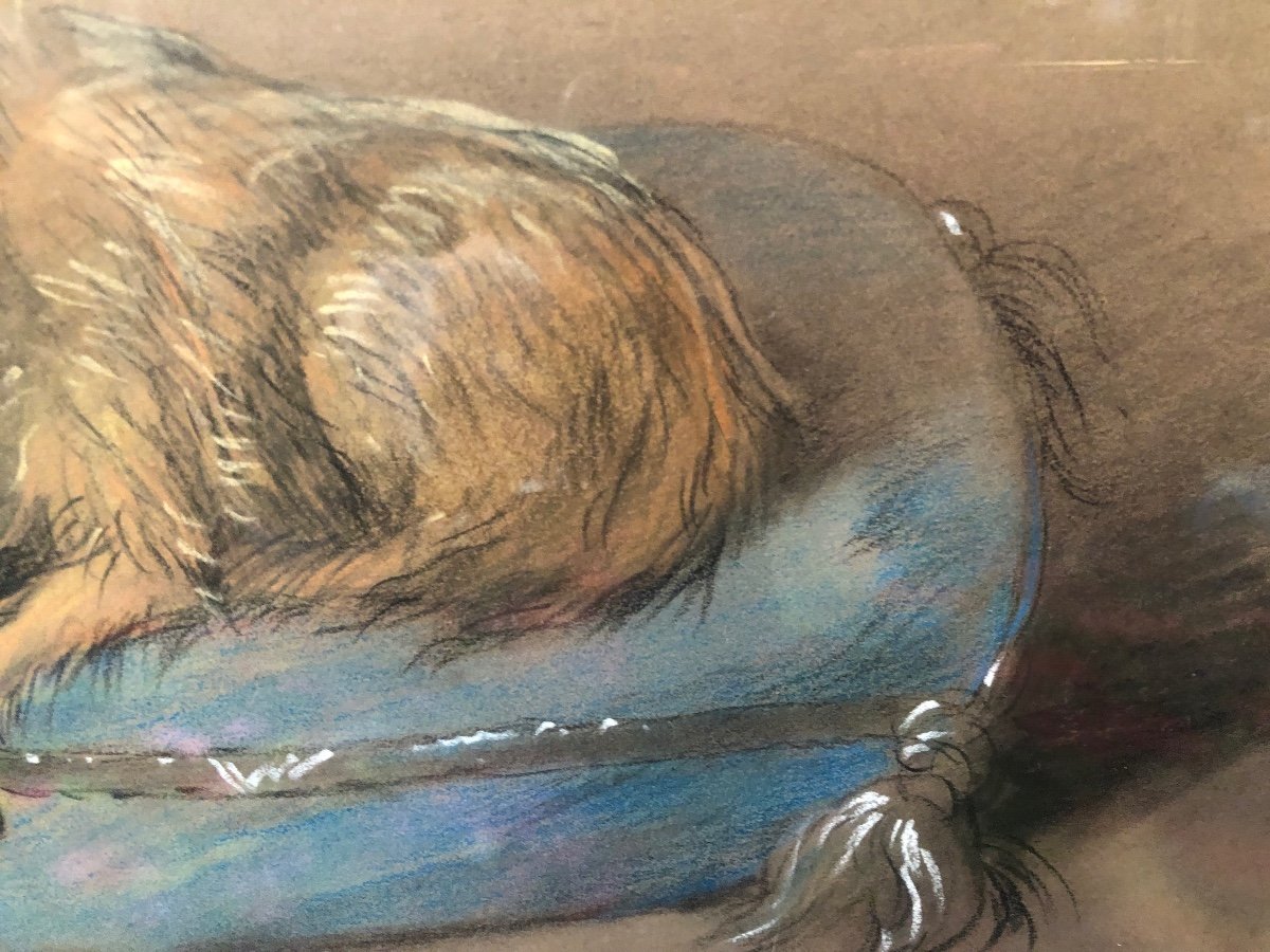 Tableau,pastel,portrait de Chien,fin XIXème Début XX ème Siècle.-photo-2