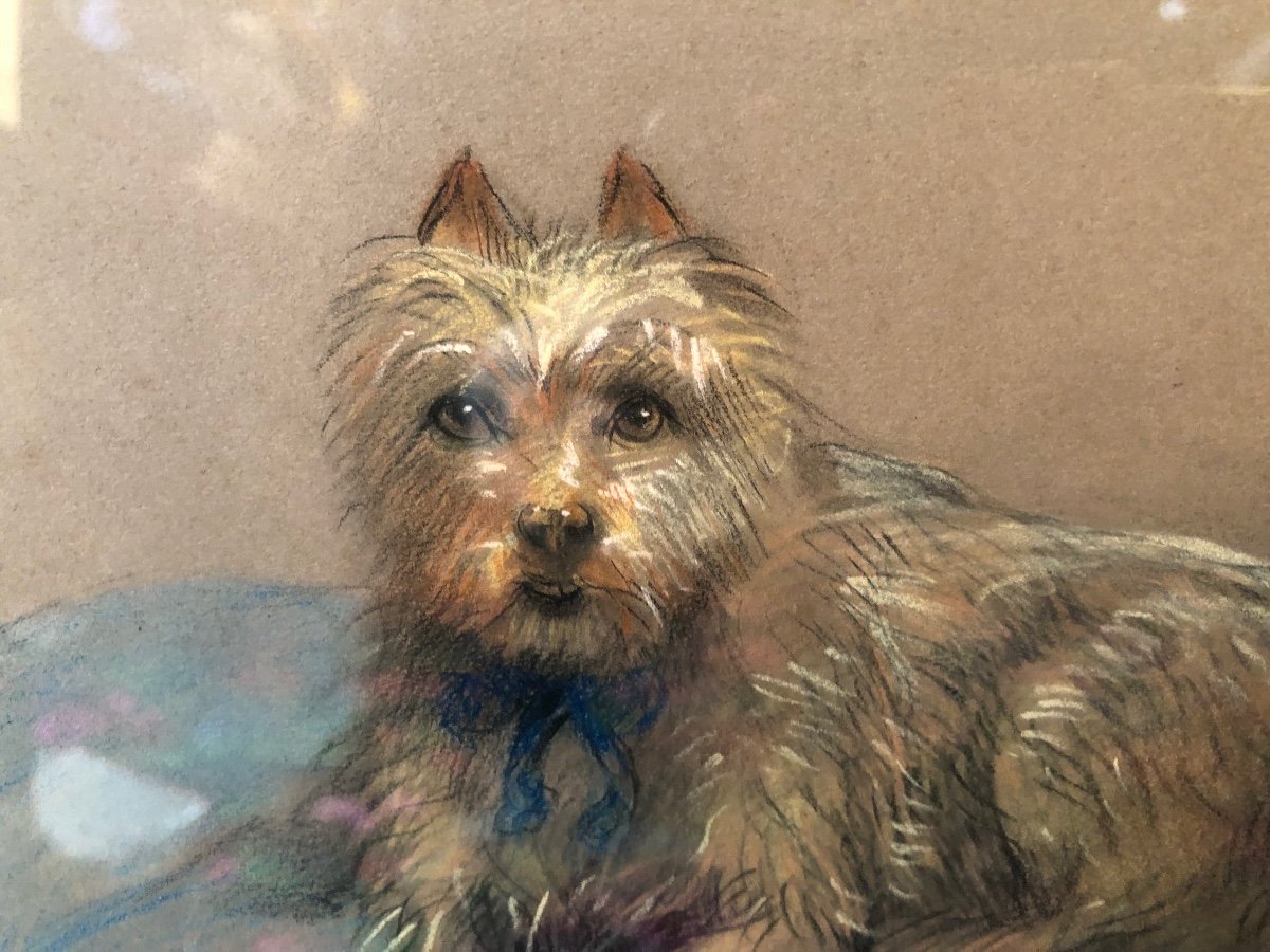 Painting, Pastel, Portrait Of Dog, Late 19th, Early 20th Century.