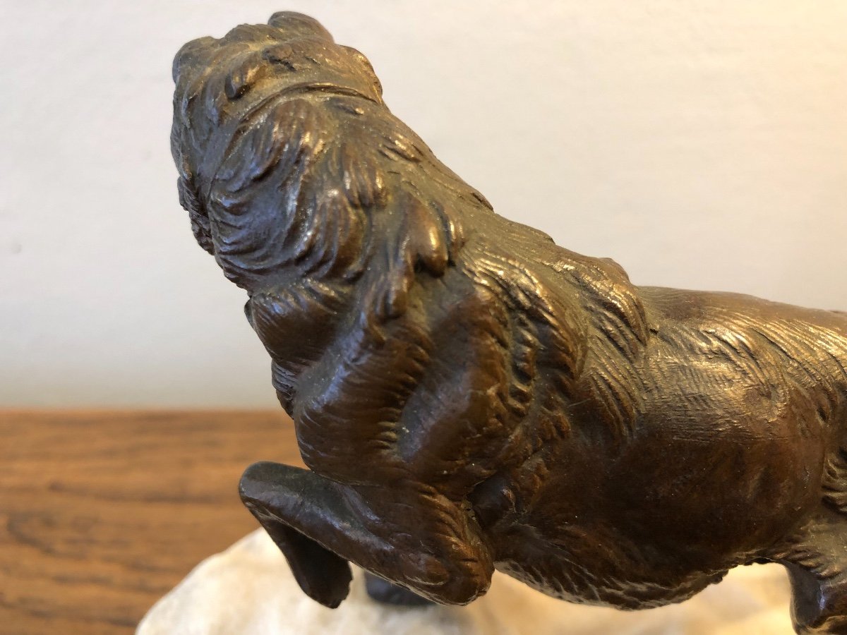 Animal Bronze, Dog, Arson, XIXth Century-photo-3