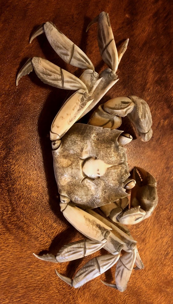Japanese Ivory Crab-photo-1