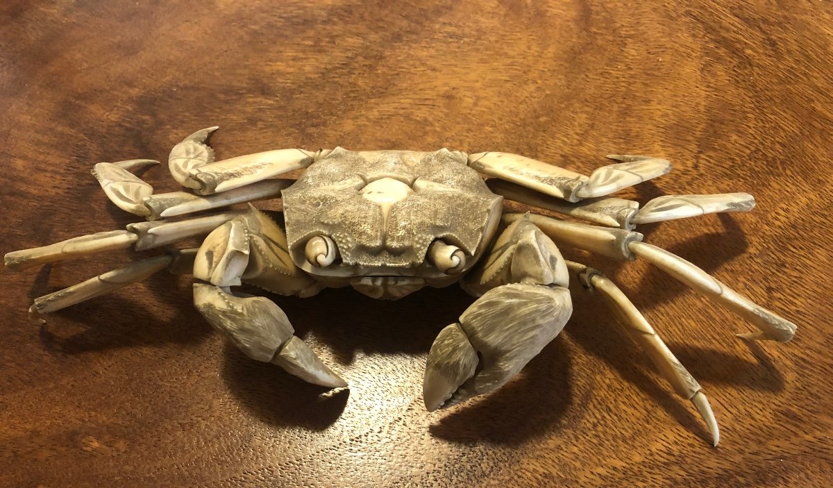 Japanese Ivory Crab