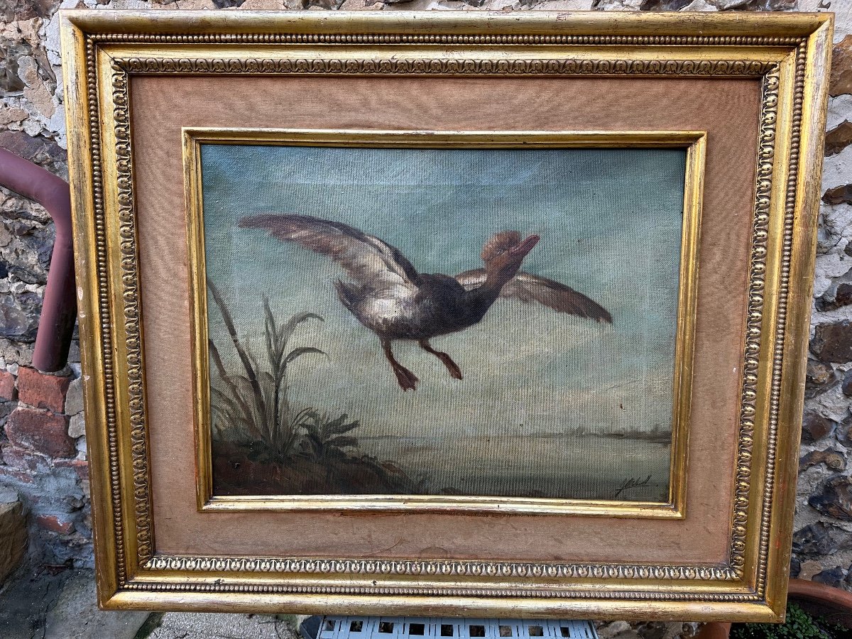 Oil On Canvas "the Crested Duck In Flight"