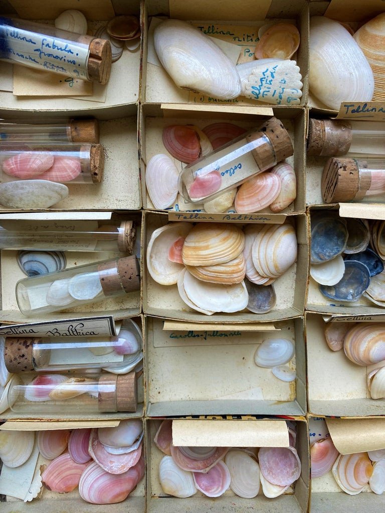 Cabinet Of Curiosity Naturalism Collection Of Shells, Circa 1900-photo-2
