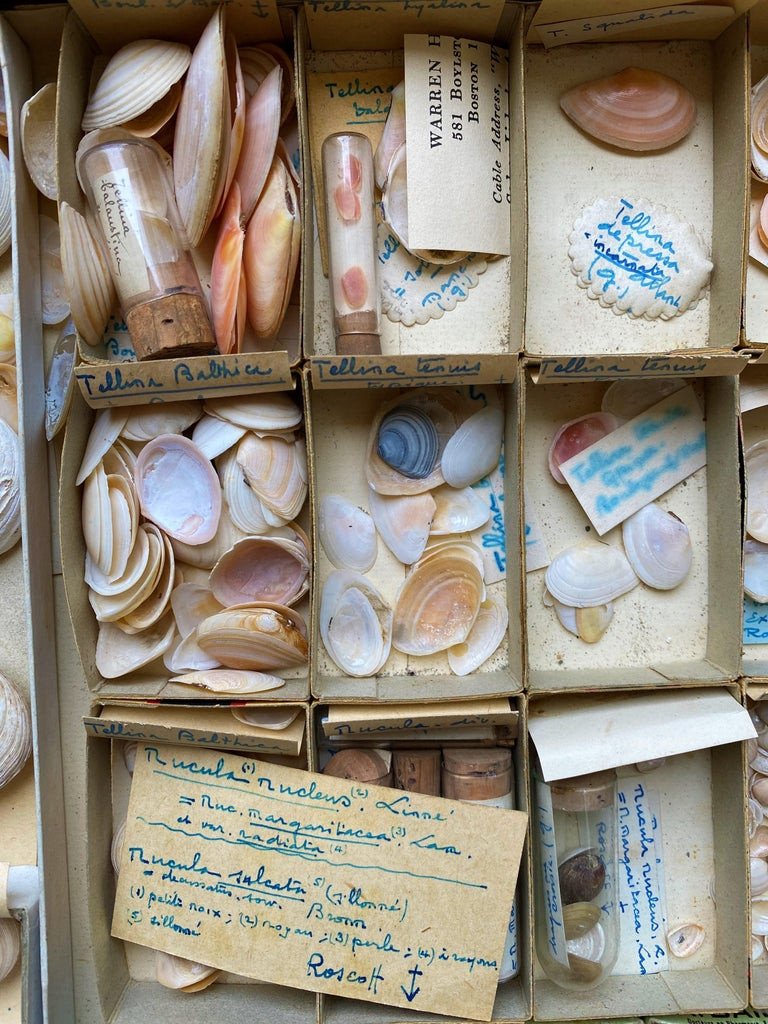 Cabinet Of Curiosity Naturalism Collection Of Shells, Circa 1900-photo-3