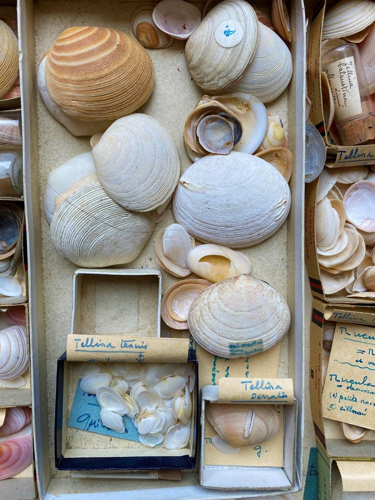 Cabinet Of Curiosity Naturalism Collection Of Shells, Circa 1900-photo-1