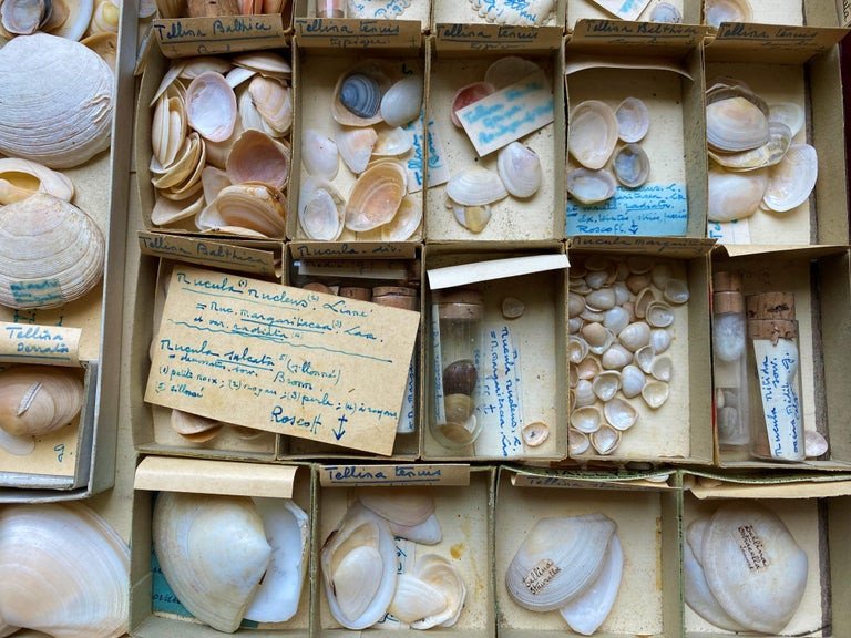 Cabinet Of Curiosity Naturalism Collection Of Shells, Circa 1900-photo-2