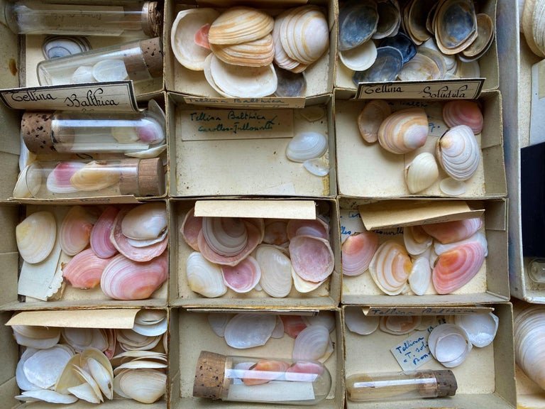 Cabinet Of Curiosity Naturalism Collection Of Shells, Circa 1900-photo-6