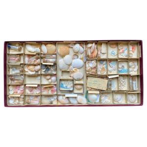 Cabinet Of Curiosity Naturalism Collection Of Shells, Circa 1900