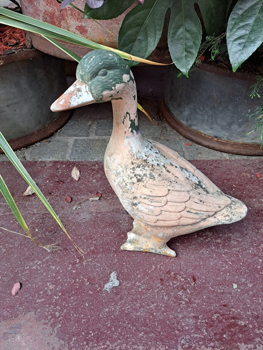 Clay Duck -photo-2