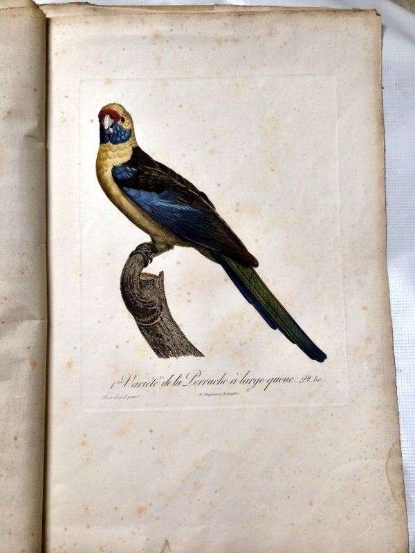 gravures originales perroquets Baraban-photo-2