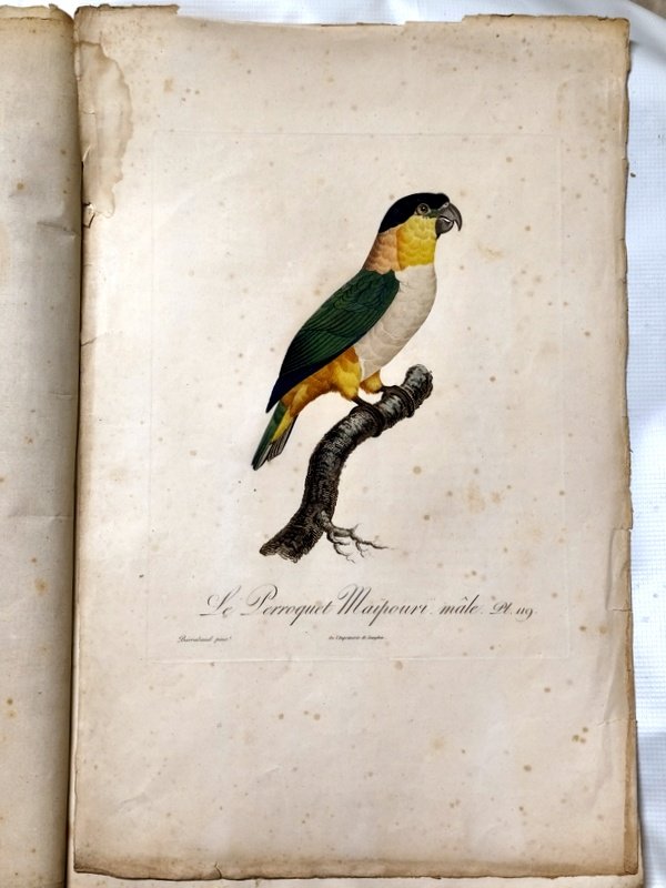 gravures originales perroquets Baraban-photo-3
