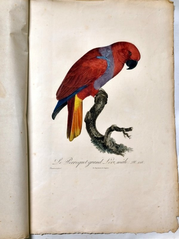 gravures originales perroquets Baraban-photo-4