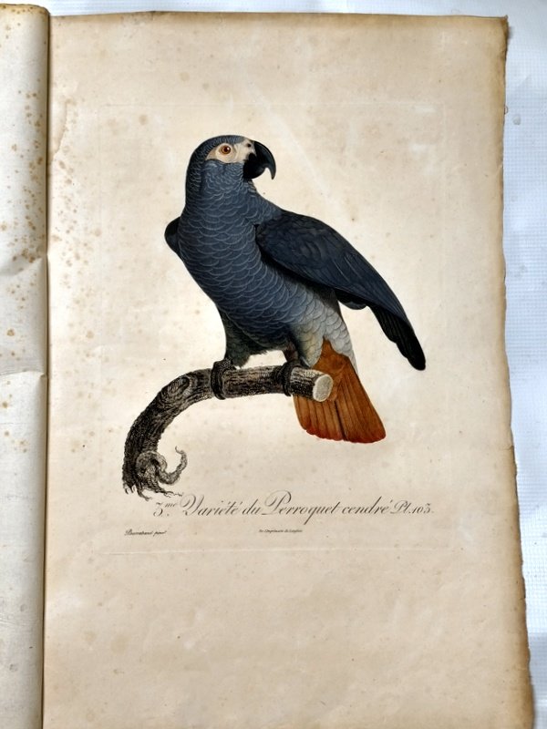 gravures originales perroquets Baraban