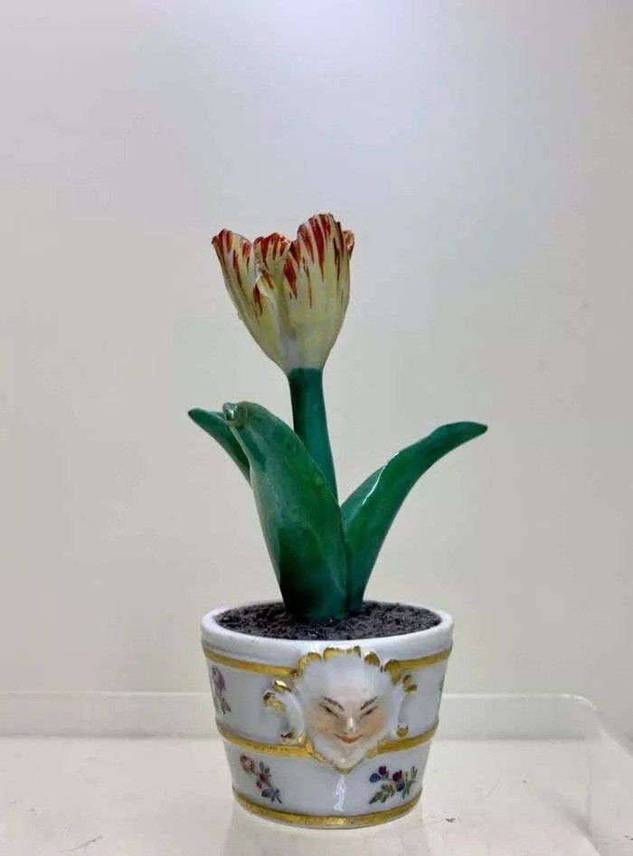 Rare Meissen Marcolini Tulip In A Tub Circa 1780 Porcelain-photo-2