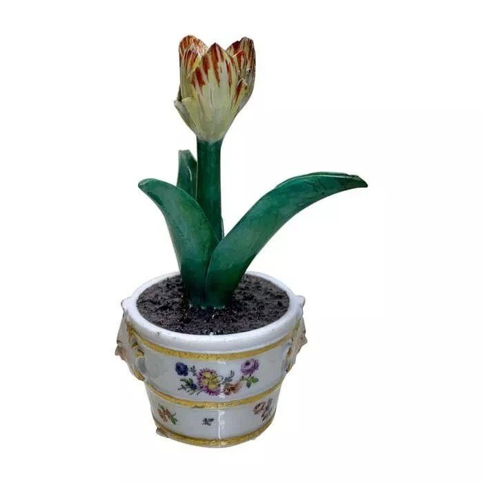 Rare Meissen Marcolini Tulip In A Tub Circa 1780 Porcelain
