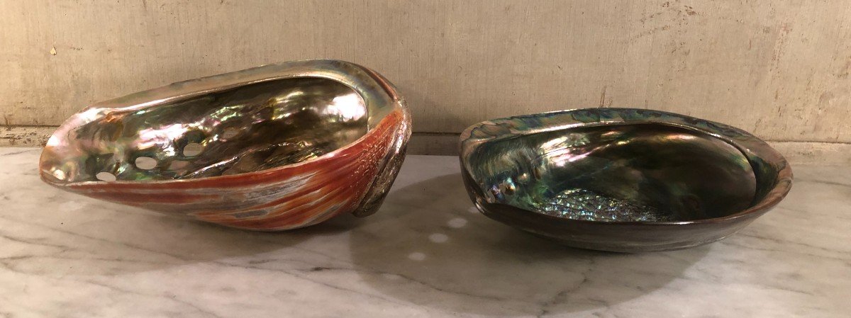 Deux Importantes Coquilles d&#039;Ormeaux -photo-2