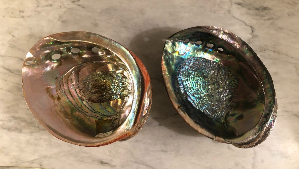 Deux Importantes Coquilles d&#039;Ormeaux -photo-3
