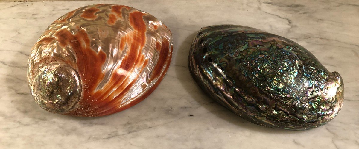 Deux Importantes Coquilles d&#039;Ormeaux -photo-4