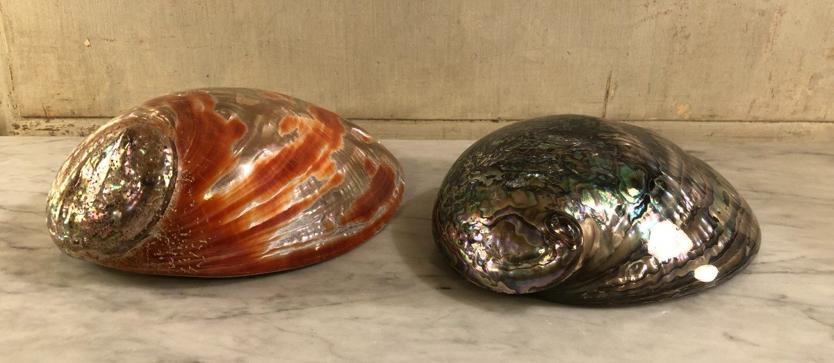 Deux Importantes Coquilles d&#039;Ormeaux -photo-6