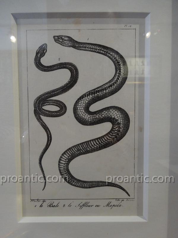 9 Snakes Engravings From Earl Lacpede-photo-4